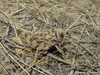 CollectionObject 1578873; 93e8900f-f630-4da9-8adf-504fd7765dfc: male (KZ: Teke). (CollectionObject).