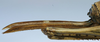 CollectionObject 1596957; 59e72474-a78e-459a-9776-e30d32d49a7c: female ovipositor (paratype). (CollectionObject).