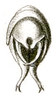 Elbenia (Elbenia) brevixipha Brunner von Wattenwyl, 1898: Pl. XVIII, Fig. 40b. male abdomen tip, dorsal view. (Otu).