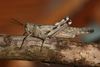 FieldOccurrence 134; f097c871-0336-4bd9-8f16-62e10b11e965; Tanzania
Lake Chala area eastern slopes Kilimanjaro, 2014/02/??: female, lateral view. (FieldOccurrence).