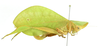 CollectionObject 1521092; 6cfb890e-031c-41f0-bdd2-5c41fbeb93b0, INPAINB0003981238: female, entire body, lateral view (specimen from Costa Rica). (CollectionObject).