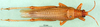 CollectionObject 1502498; dbf6cbd9-57b5-4f46-b09b-82fc7bd2cda0: male, dorsal view (paralectotype). (CollectionObject).