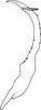 Stylus on Aguriahana youngi Chiang, Hsu & Knight, 1989: Stylus. (Observation).