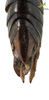 CollectionObject 1861871; b7344213-8c33-41f2-86ff-1cf135db24ea, Unioeste Cascavel K-0466: Female. End of abdomen, dorsal view. (CollectionObject).