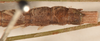 CollectionObject 1560287; 39f9c2f8-46d5-47f7-a05c-5db2c414b514: copyright OUMNH. male: end of abdomen, dorsal view (syntype). (CollectionObject).