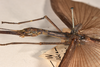 CollectionObject 1559664; b58b7dfc-83d6-4961-b8c9-28596e10cff4: copyright OUMNH. female: head & thorax, lateral view (holotype). (CollectionObject).