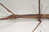 CollectionObject 1557779; NHMUK(SF IMPORT DUPLICATE) 845244, b5302473-0a3a-469d-93bd-4ffa740460f2: copyright Natural History Museum, London. female: head and thorax, lateral view (holotype). (CollectionObject).