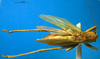 CollectionObject 1502446; 904b7961-fa82-4425-a585-144c0ce3e3b2: male, dorsal view (Tettigonia vaucheriana). (CollectionObject).