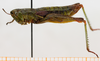 CollectionObject 1514635; a325caf1-fb81-4d0f-a695-34c1ed2a92d8: female, lateral view (paratype). (CollectionObject).