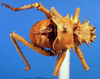 CollectionObject 1500337; cb8fc823-383d-4eb7-9482-b3576da6c4f6: male, dorsal view (holotype). (CollectionObject).
