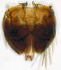 Subgenital plate: (Observation).