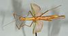 CollectionObject 1559846; abb1d81c-bde9-4d41-9cf0-f80d4edba0ee: copyright USNM, Washington. (CollectionObject).;CollectionObject 1559847; e611e944-2d48-40fc-b5bd-7cd65ae6fc57: copyright USNM, Washington. (CollectionObject).