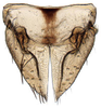 Athysanus argentarius, subgenital plates and valve, ventrally (INHS). Depicts Subgenital plate, an Observation.;Athysanus argentarius, subgenital plates and valve, ventrally (INHS). Depicts Subgenital plate, an Observation.;Athysanus argentarius, subgenital plates and valve, ventrally (INHS). Depicts Subgenital plate, an Observation.