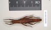 CollectionObject 1558298; NHMUK(SF IMPORT DUPLICATE) 845189, 3a24f4f9-6ddf-47c3-9503-207a32834fba: copyright Natural History Museum, London. female (paratype). (CollectionObject).
