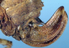 CollectionObject 1532279; dabf441d-7d96-4bf9-aa8c-20a448a305fc: female ovipositor (syntype). (CollectionObject).