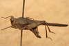 CollectionObject 1572895; ef38ac66-6d95-462c-afbd-61367e9c8d1c: female, lateral view (paralectotype). (CollectionObject).