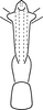 Aedeagus, ventral view on Erythridula lasteri (Hepner, 1977): Aedeagus (paratype), ventral view. (Observation).