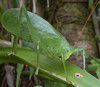 Lophaspis scabriuscula Brunner von Wattenwyl, 1895: female (Costa Rica, El Ceibo). (Otu).