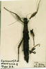CollectionObject 1559306; a47641ed-51ed-4724-9847-e34672dbf13d: copyright CUMZ, Cambridge. female of synonym Cacomorpha aberrans (syntype). (CollectionObject).;CollectionObject 1559307; b9ca86f7-e772-4135-ae6a-5ace2645962d: copyright CUMZ, Cambridge. female of synonym Cacomorpha aberrans (syntype). (CollectionObject).