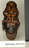 Ancaudellia hamifera (Hanitsch, 1930): Copyright Natural History Museum, London. Non-type (adult male) in BM(NH). Ventral view. (Otu).