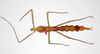 CollectionObject 1558976; 758418ff-ab08-4a07-8c6f-eb8090c2a17e: copyright ZMHB, Berlin. female of synonym Hermarchus muelleri (holotype). (CollectionObject).