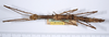CollectionObject 1557084; 9f57a91c-979a-4fb3-8cf1-913c3e484d12: copyright ANSP. female, dorsal view (syntype). (CollectionObject).;CollectionObject 1557085; 226e9b18-2662-4031-b06a-ae31c71a0fda: copyright ANSP. female, dorsal view (syntype). (CollectionObject).