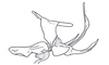 Barypygiacris hodeberti Descamps, 1979: Fig. 117. phallic complex without epiphallus, lateral view. (Otu).