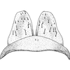 Subgenital plate: !! display not done !! on Doratura stylata (Boheman, 1847): Subgenital plate. (Observation).