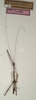 CollectionObject 1557330; NMW 660, 71f8f0ba-299e-4403-a70f-bd7096bbd529: copyright NMW, Vienna. male (holotype). (CollectionObject).