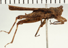 CollectionObject 1529897; NHRS NRM-ORTH 13034, 27e70674-7fd3-41ff-8aab-7716fbadf9d6: male, lateral view (holotype). (CollectionObject).