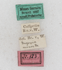 labels. Depicts CollectionObject 1565964; aa66b081-8206-41f1-9742-f9f4d8e28783, a CollectionObject.