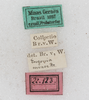 CollectionObject 1565964; aa66b081-8206-41f1-9742-f9f4d8e28783: labels. (CollectionObject).