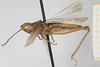 CollectionObject 1581313; 781513a4-1b25-4019-86d8-8be64cf1213e, NHMUK10924575: male, lateral view (paratype). (CollectionObject).
