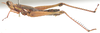 Euschmidtia shinyangana Descamps, 1964: female, lateral view. (Otu).