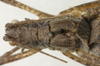 CollectionObject 1535958; 12f39318-7fb2-4850-aaf3-bb6a9957f223: female pronotum, dorsal view (syntype). (CollectionObject).