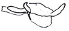 Illapelia penai Carbonell & Mesa, 1972: Fig. 65.5 (after Carbonell & Mesa 1972). endophallus, lateral view. (Otu).