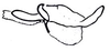 Fig. 65.5 (after Carbonell & Mesa 1972). endophallus, lateral view. Depicts Illapelia penai Carbonell & Mesa, 1972, an Otu.