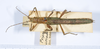 CollectionObject 1583054; 8842045f-92c4-448e-9c9a-2b94e4324d14: copyright ANSP. male, dorsal view (paratype). (CollectionObject).;CollectionObject 1583055; 3855d02c-44bb-4073-b284-23161d9ffb8b: copyright ANSP. male, dorsal view (paratype). (CollectionObject).