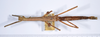CollectionObject 1563193; 4875c8f2-963e-4785-8f77-5523fdd26fc6, ANSP(SF IMPORT DUPLICATE) 1191: copyright ANSP. female, dorsal view (paratype). (CollectionObject).