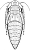Nymph: (Observation).