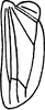 Hind wing: Hind wing. (Observation).