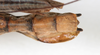 CollectionObject 1558659; NMW 147, 535edfe2-1d98-4047-a27d-4804d7e91d0c: copyright NMW. female: end of abdomen, dorsal view (holotype). (CollectionObject).