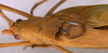 CollectionObject 1517329; 55a3ef19-f235-4c53-b411-1a9af7083c90: male, dorsal view (holotype). (CollectionObject).