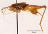 CollectionObject 1523721; ad1bcb63-524d-4858-89c5-ff139da82df0: male, lateral view (holotype). (CollectionObject).