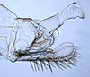 Pygofer, lateral view on Asymmetrasca decedens (Paoli, 1932): (Observation).
