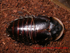 Byrsotria rothi Gutiérrez & Linares, 2003: Copyright Victor Demeshko. Byrsotria rothi adult female, captive bred. (Otu).