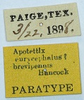 CollectionObject 1584345; 244f7d84-542d-4deb-b468-83458355d808: labels (paratype of Apotettix eurycephalus). (CollectionObject).