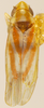 Habitus, dorsal view: !! display not done !! on Erythridula aspera (Beamer & Griffith, 1935): Habitus (holotype, KSEM collection). (Observation).