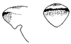 Neoconocephalus affinis (Palisot de Beauvois, 1819): fastigium of vertex. (Otu).