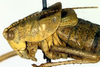 CollectionObject 1500680; a4b97513-b250-4a7d-8ad3-b83e81d2fca2: male pronotum, lateral view (holotype). (CollectionObject).